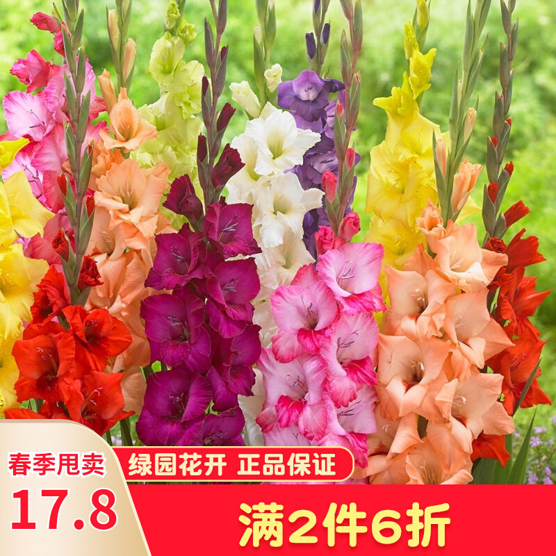 23年现货绿园花开剑兰种球5球进口唐菖蒲花球庭院阳台多年生花_虎窝淘