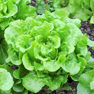 生菜种籽大全奶油生菜籽种植四季水培蔬菜种子孑罗马孔雀菜莴麻菜