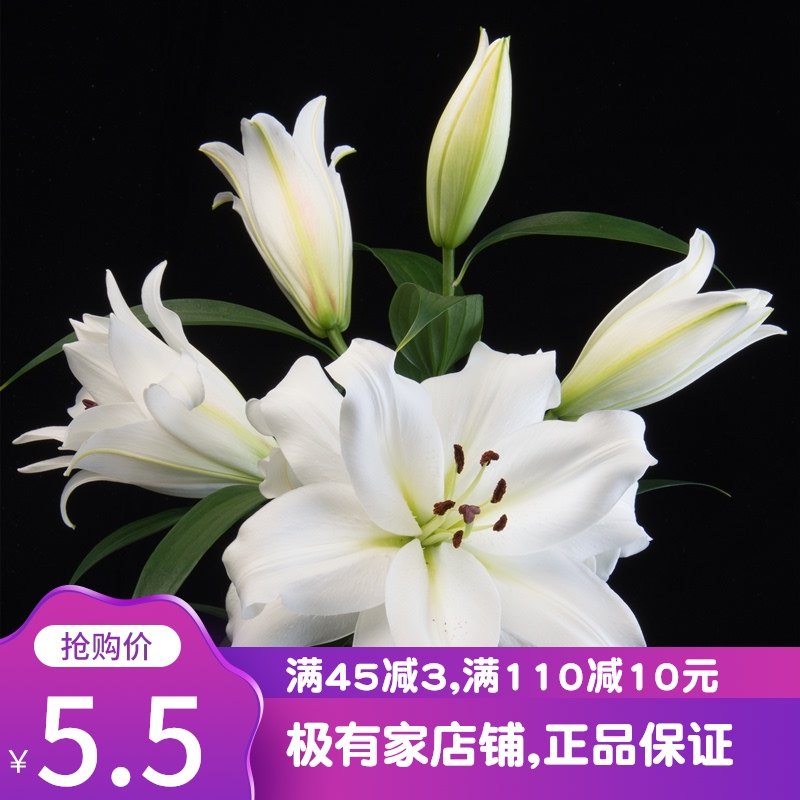 香水百合花种球包邮 图片 价格 多少钱 什么值得买