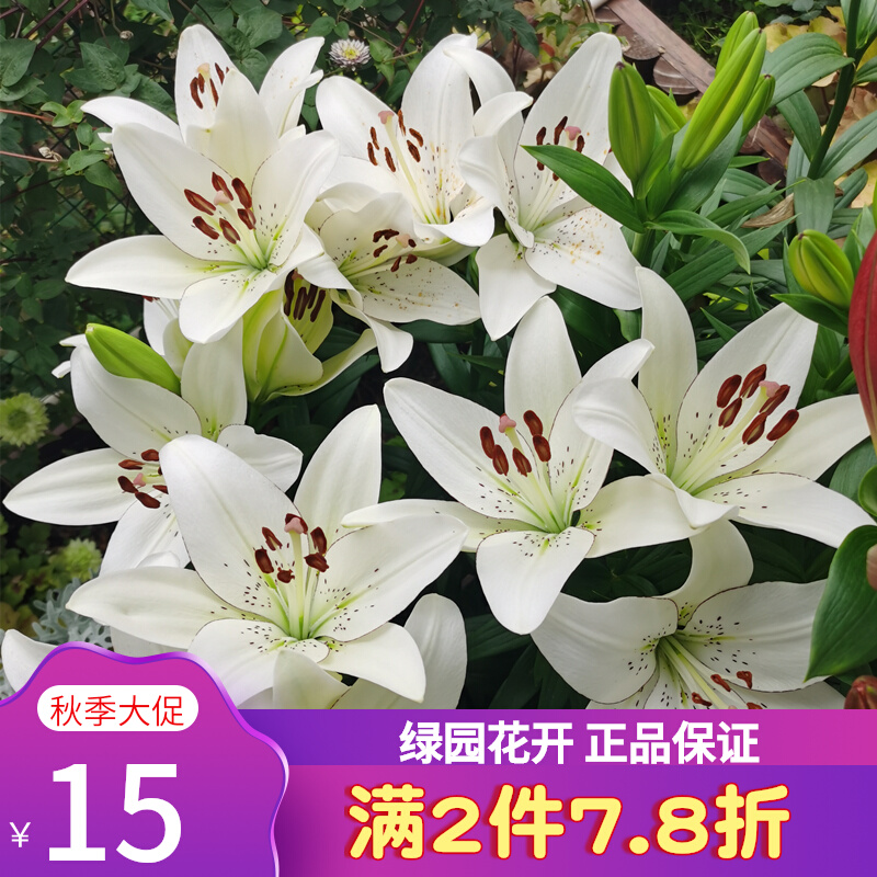 23年现货 绿园花开 进口LA百合种球百合花球种子 耐寒多花易繁殖