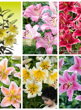 2个包邮 绿园花开百合种球香水百合种球东方重瓣OTLO铁炮花球根