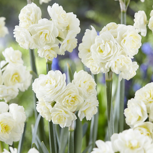 25年现绿园花开进口纸白洋水仙种球土培水培云香水仙多花型多年生