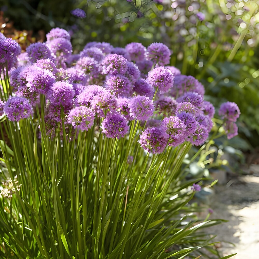 26年现货 进口千禧小花葱裸根带牙 耐寒耐热花镜盆栽多年生耐寒