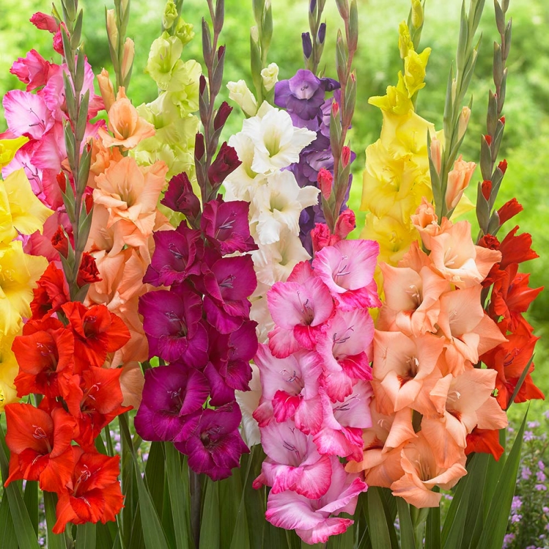 26年现货 绿园花开进口剑兰种球10球香芋紫唐菖蒲种球花球多年生