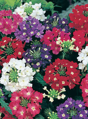 美女樱种子 绿园花开 花种花籽绣球花籽春播秋播庭院阳台种花易种