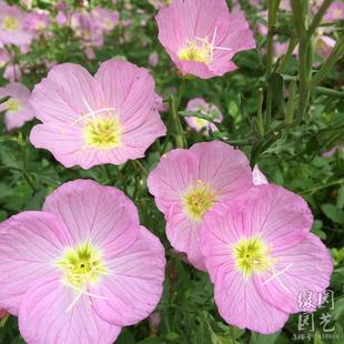 美丽月见草种子 四季可播易种室内阳台盆栽花卉植物