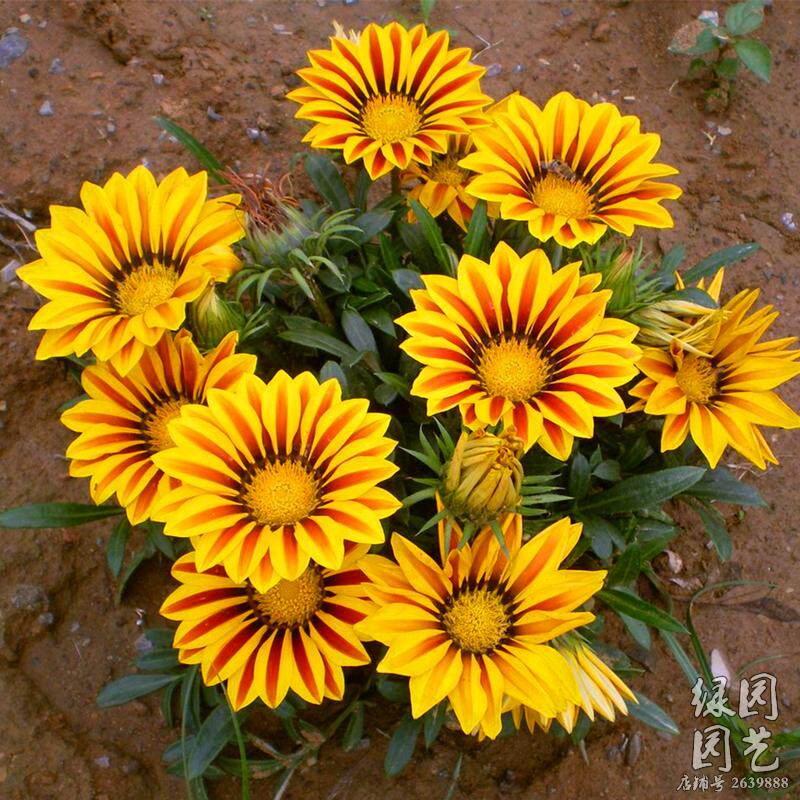 绿园花开混色景观春播易种勋章菊图片