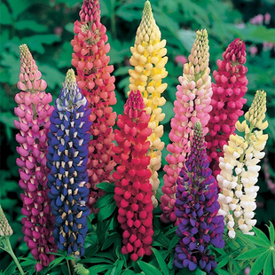 绿园花开 鲁冰花种子庭院阳台盆栽羽扇豆种子四季多年生宿根易种