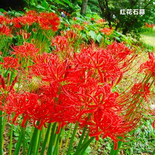 绿园花开红色彼岸花种球石蒜种球曼珠沙华盆栽可绿花带种 20球12元