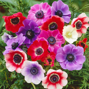 25年新球现货进口荷兰银莲花种球干球根秋冬季 土培盆栽花卉球根植