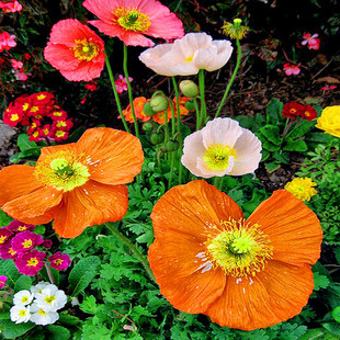 绿园花开 混色冰岛虞美人花种子 耐寒丽春花阳台盆栽观赏花卉花籽