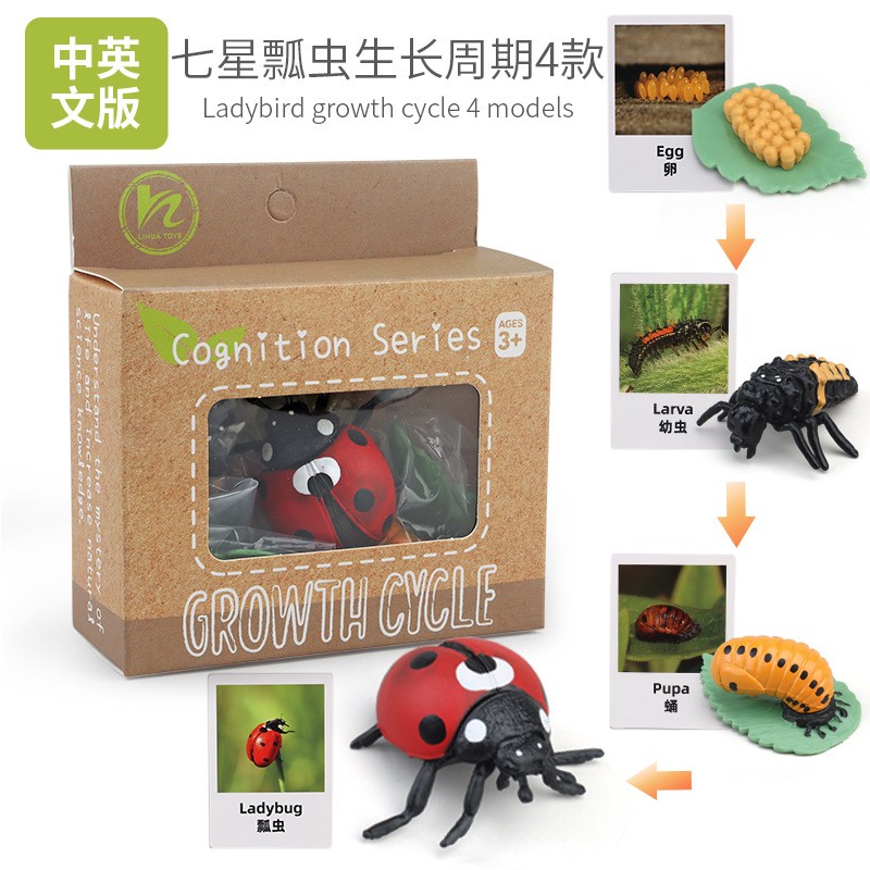 仿真昆虫生长周期教具玩具