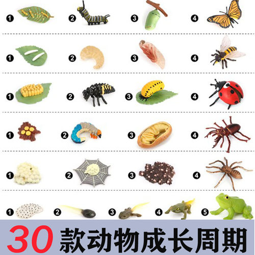 儿童仿真昆虫成长周期玩具