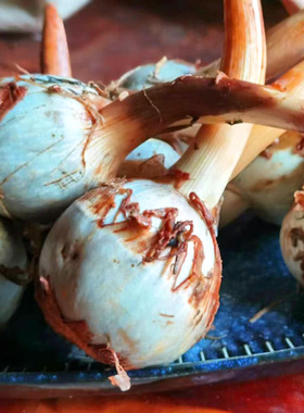 云南新鲜白慈姑青茨菇茨菰白马蹄鲜慈姑9斤装粉糯荸荠青新鲜蔬菜