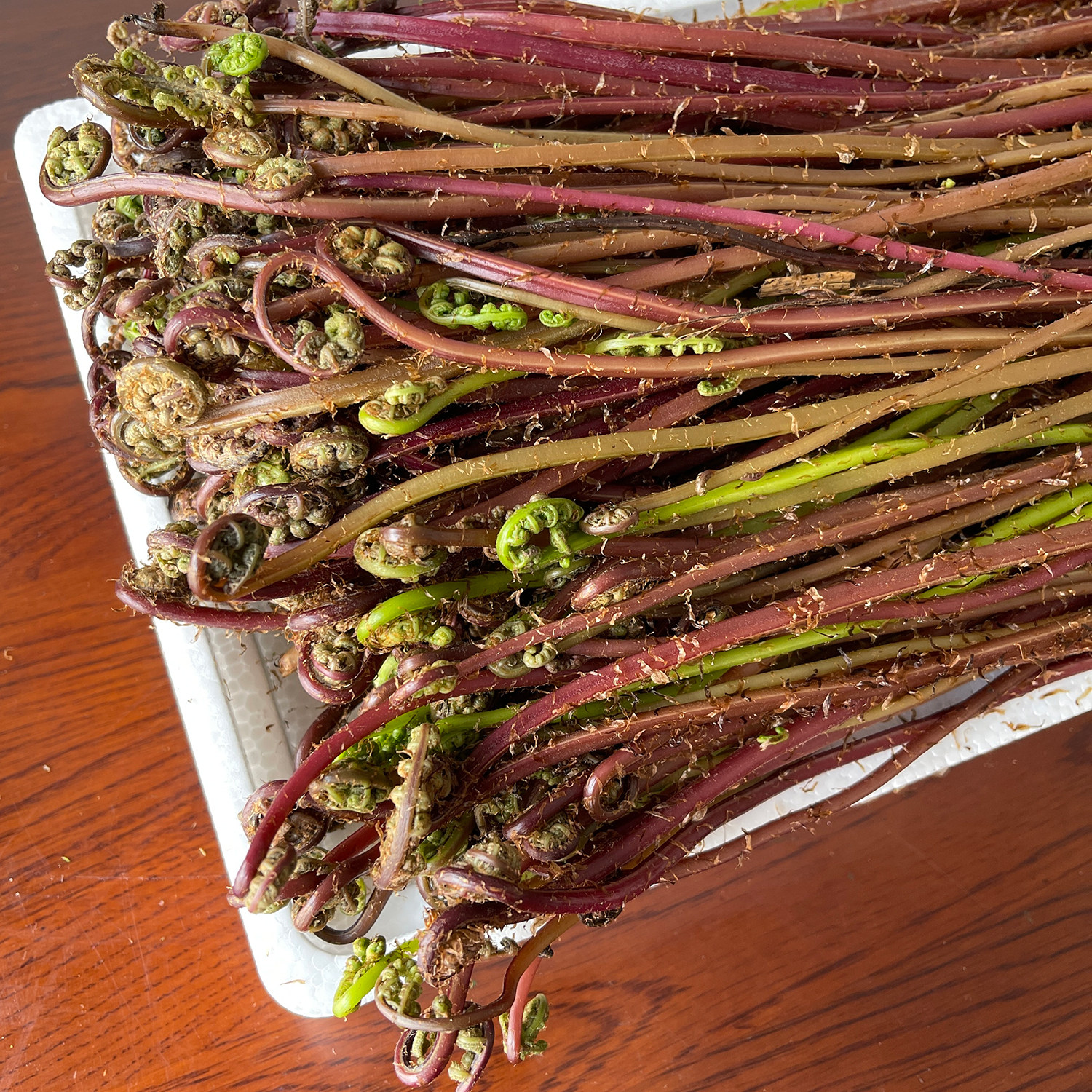 猴腿菜东北特产山野菜猴腿非野生蕨菜现摘山菜500g顺丰包邮