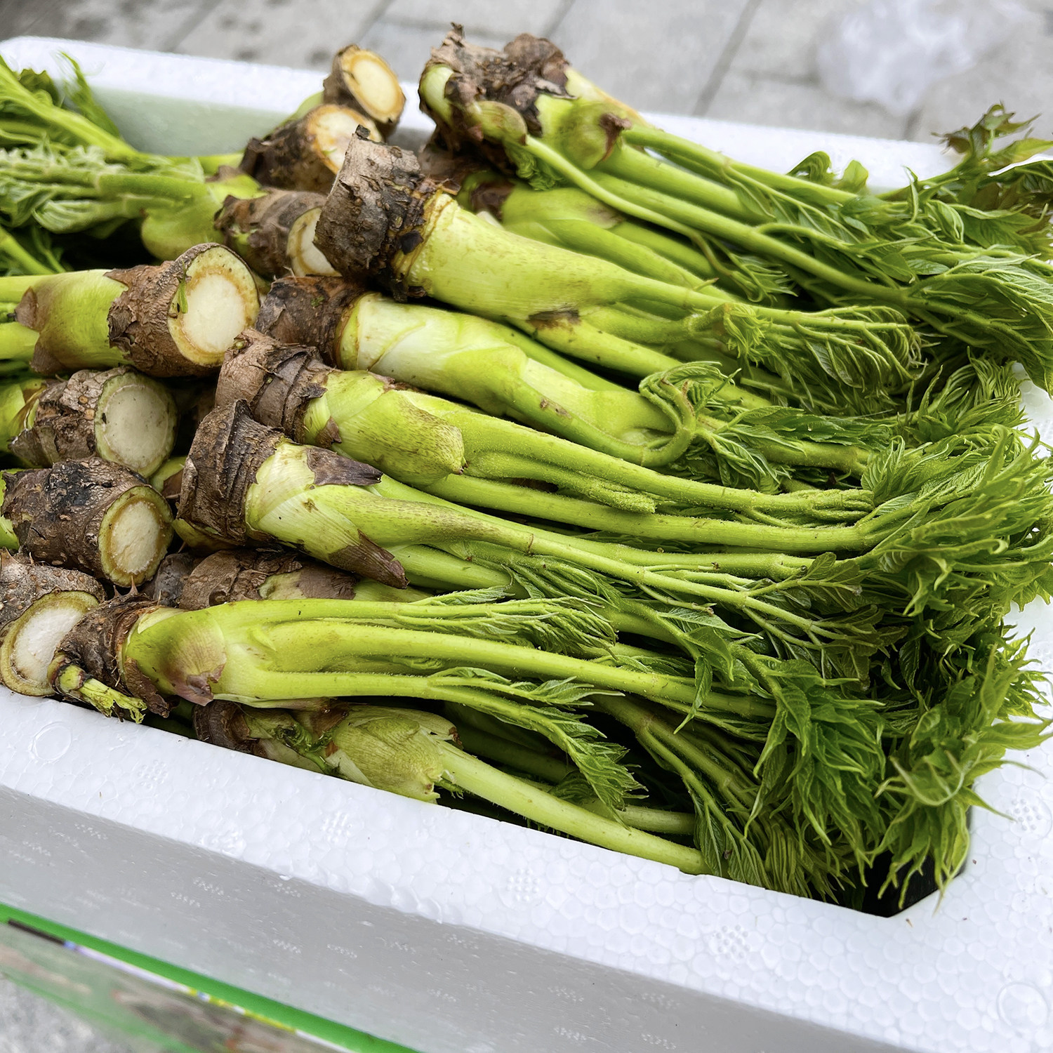东北野生刺嫩芽新鲜山野菜刺老芽山菜刺龙芽五斤【礼盒】顺丰包邮