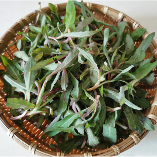 东北新鲜曲麻菜500g顺丰 苦麻菜苗苦菜野菜曲曲菜蘸酱菜 包邮