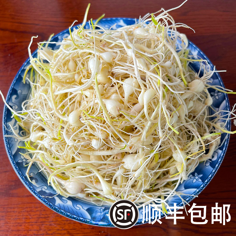 东北新鲜山野菜小根蒜500g