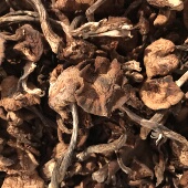 东北野生农家榛蘑干250g 长白山土特产小鸡炖蘑菇当年新鲜干货 包邮