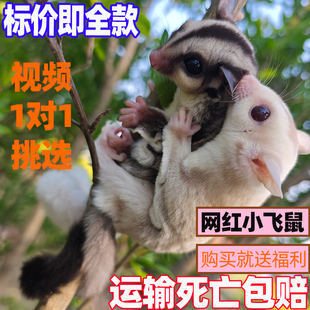 澳洲蜜袋鼯活体蜜袋鼬活物幼崽白脸马赛克宝宝网红蜜袋鼠飞鼠袋鼠