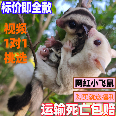 蜜袋鼯活体幼崽白脸马赛克活体物