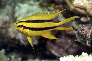 皇帝雀 海水鱼活体雀雕闯缸鱼小型鱼黄色鱼蓝魔小丑鱼运输包活