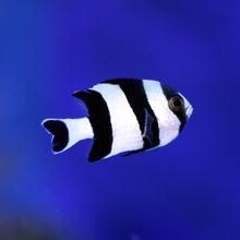 海水鱼活体 四间雀 皮实闯缸鱼3-4cm定水海水鱼小丑鱼快递包活