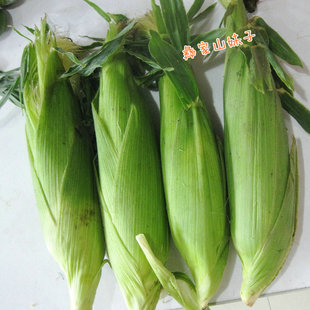 云南新鲜水果甜玉米 现摘金银玉米棒子苞谷 可榨汁即食带皮 生吃