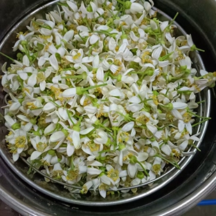 新鲜柚子花纯露 柚子花鲜花提取 柚子花纯露原料