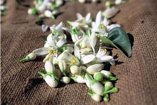 苦橙花鲜花  新鲜苦橙花  按斤称重  可腌制发普快