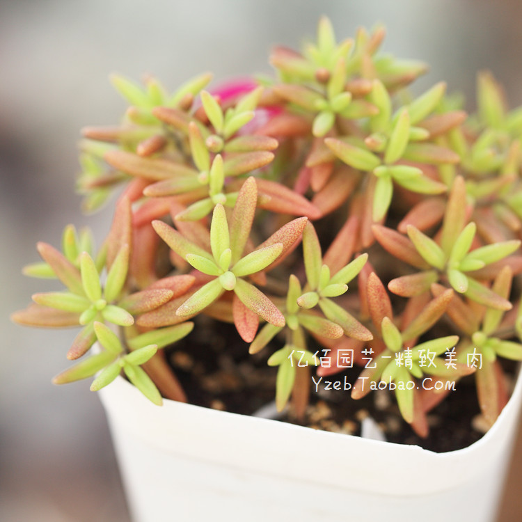 香蕉魔南景天多肉植物易群生砍头苗-封面