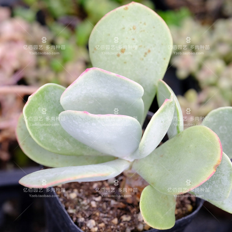 白眉 多肉植物 银波锦属 砍头苗