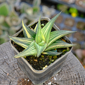多肉植物 琉璃殿 琉璃殿锦 硬叶十二卷