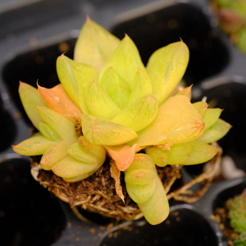 黄金宝草 十二卷 玉露 多肉植物