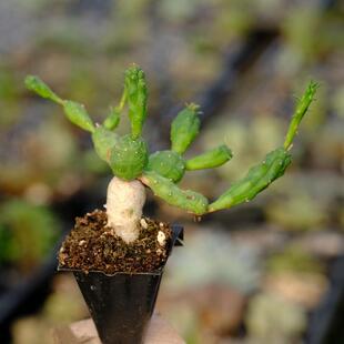 鱼鳞宝 多肉植物 大戟科 块根 松球麒麟 玉鳞宝