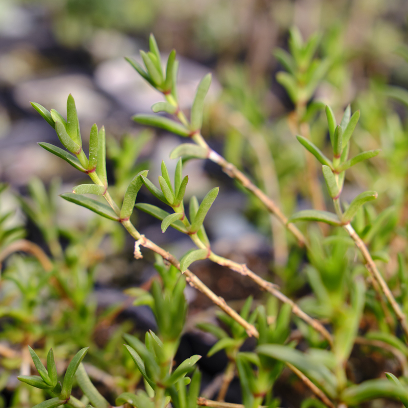 蜜蜡 枝干番杏 多肉植物 番杏科 易群生