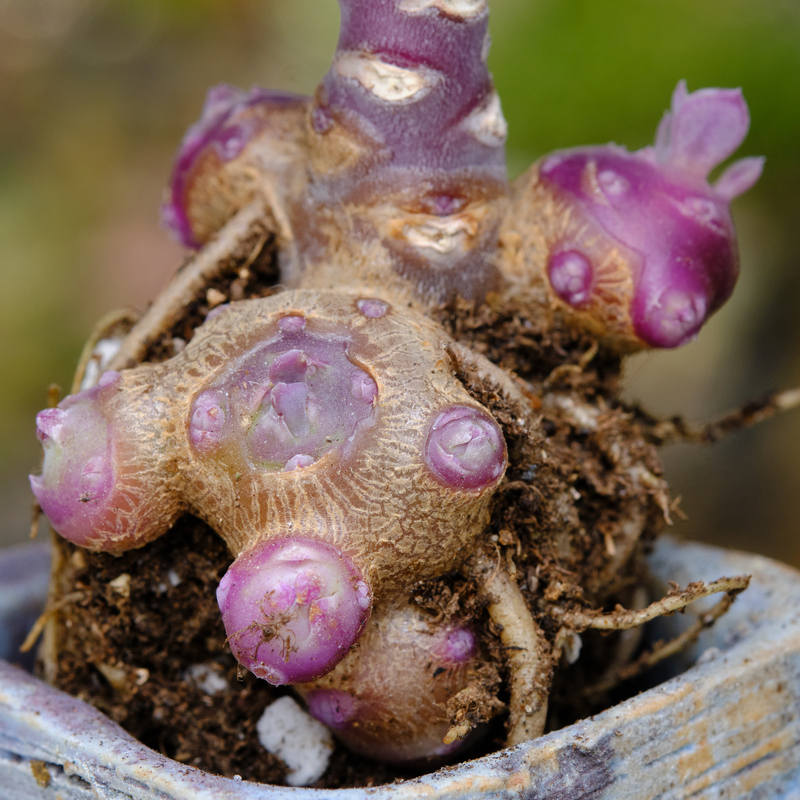 紫龙 多肉植物 块根植物