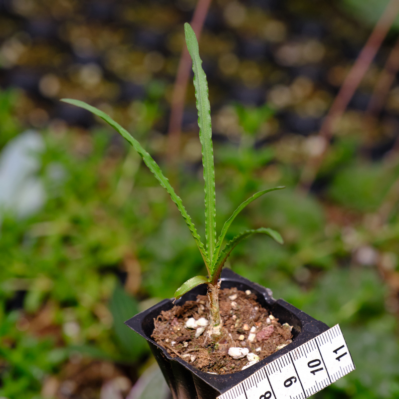 波浪叶弹簧草 多肉植物 油点百合属 球根植物 夏型种