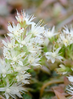红昭和 多肉植物 景天科瓦松属 夏型种