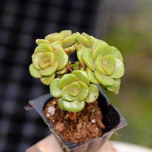 百合莉莉 多肉植物 砍头苗