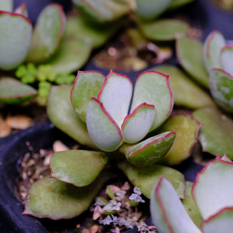 巧克力线福娘  多肉植物