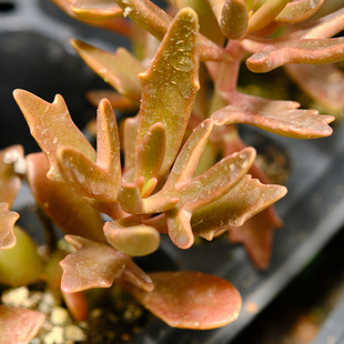 麋鹿角 珈蓝菜属 多肉植物 砍头苗 扦插