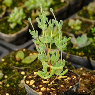 冰晶 枝干番杏 多肉植物 扦插苗