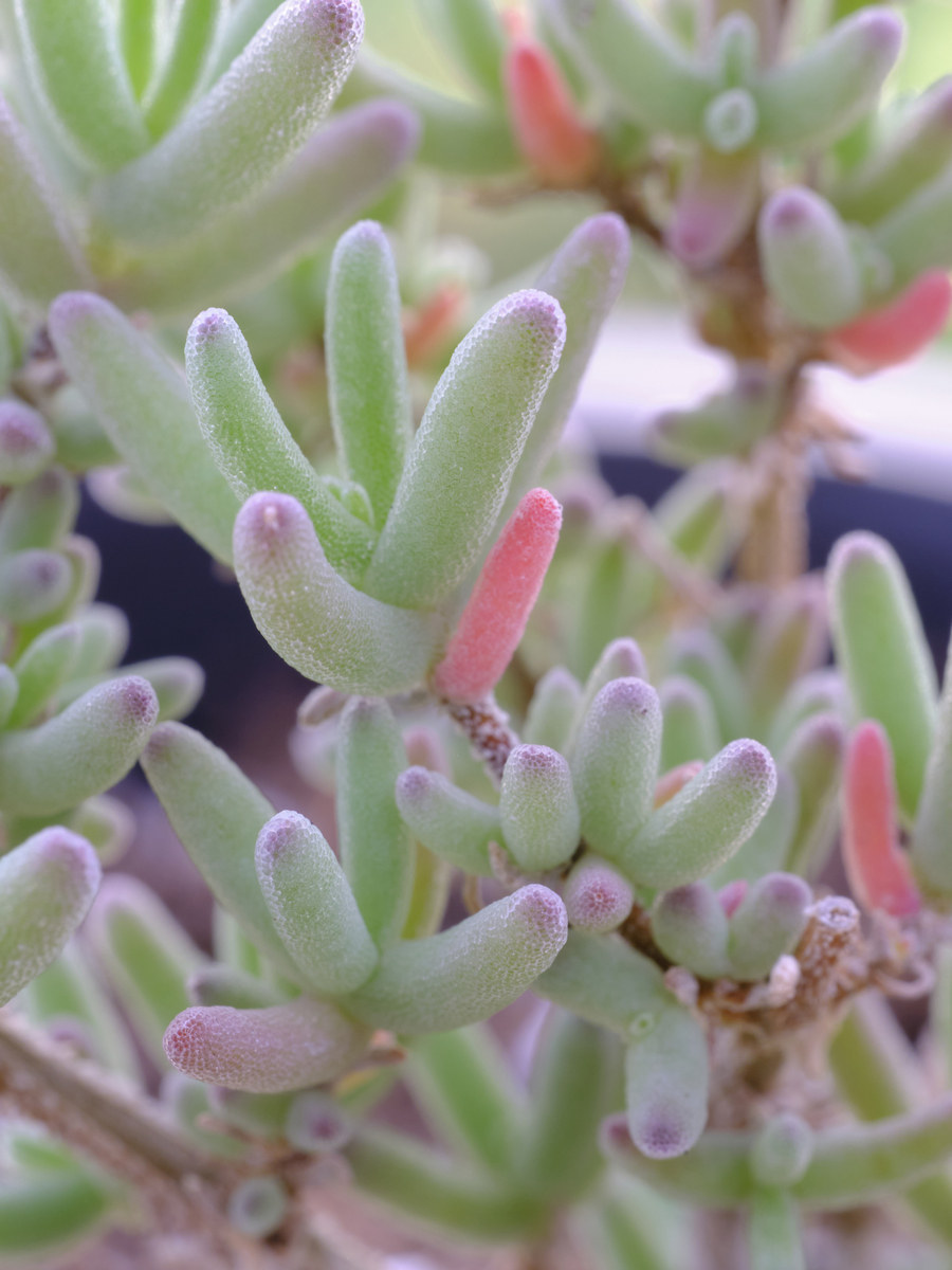 希尔枝干番杏 多肉植物