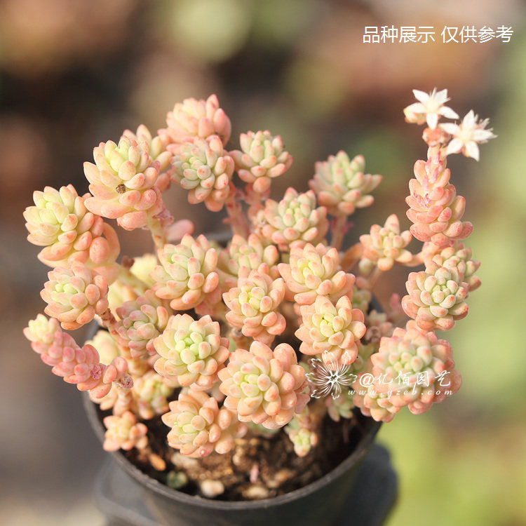 花团锦 多肉植物 易群生 易开花 砍头苗,鲜花速递/花卉仿真/绿植园艺,多肉植物,淘宝优惠券,粉丝福利购,淘宝优惠卷