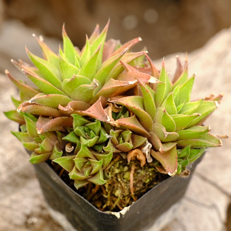 白羊宫硬叶十二卷多肉植物