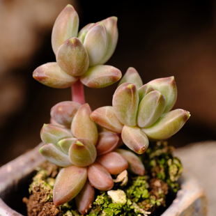 乌拉克拉 暗纹系多肉 多肉植物 砍头苗