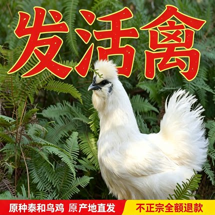发活禽 正宗原种泰和乌鸡75天龄单只6两至8两 京东包邮包路损到家