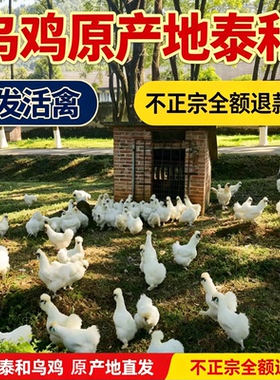 正宗泰和乌鸡100天一斤以上纯种白凤产蛋林下散养月子鸡京东包邮