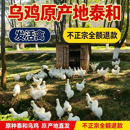 正宗泰和乌鸡100天一斤以上纯种白凤产蛋林下散养月子鸡京东包邮